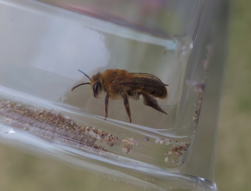 Leioproctus fulvus