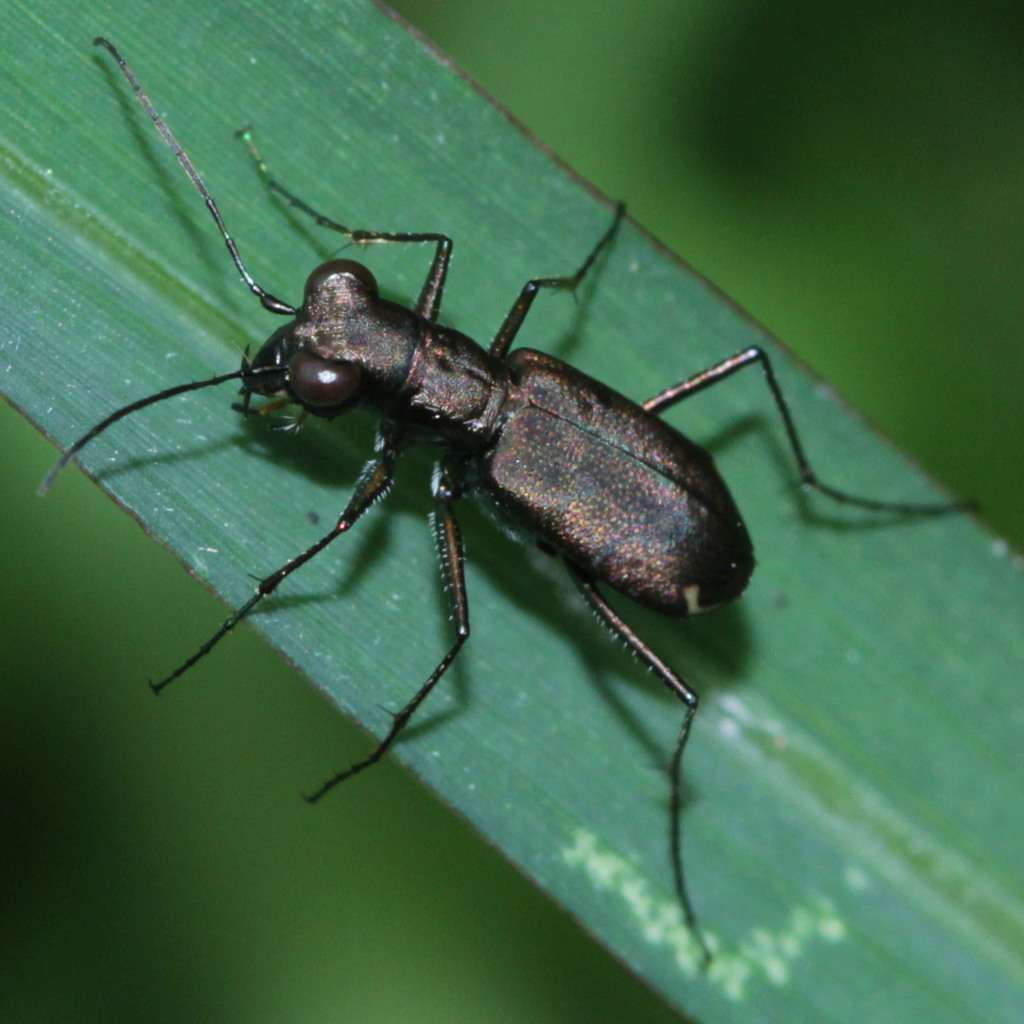 Cylindera kaleea yedoensis from 1 Hamarikyuteien, Chuo City, Tokyo 104
