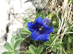 Gentiana clusii clusii