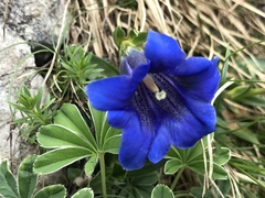 Gentiana clusii clusii