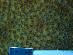 Stephanocoenia intersepta image