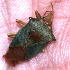 Acanthosoma denticaudum