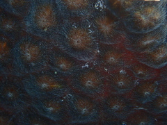 Montastraea cavernosa