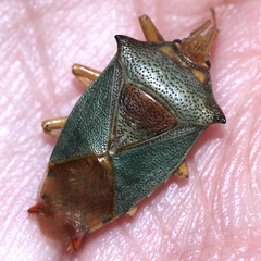 Acanthosoma denticaudum