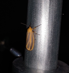 Hypoprepia cadaverosa