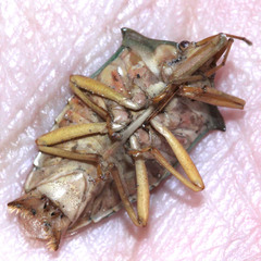 Acanthosoma denticaudum