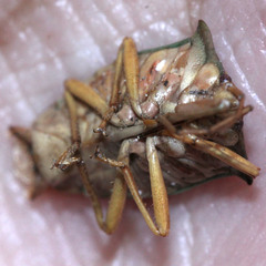 Acanthosoma denticaudum