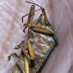 Acanthosoma denticaudum