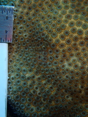 Stephanocoenia intersepta