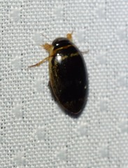 Thermonectus basillaris