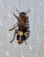 Enoclerus quadrisignatus