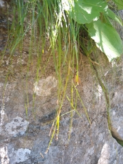 Carex eburnea