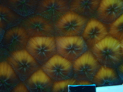 Montastraea cavernosa