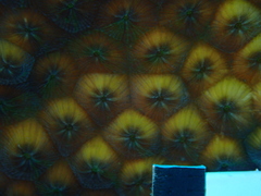 Montastraea cavernosa