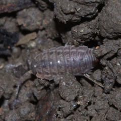 Agnaridae