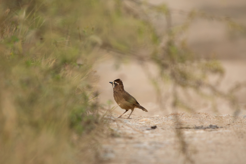 White-browed Laughingthrush