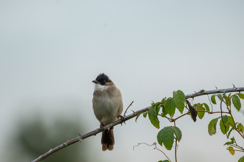 Brown-breasted Bulbul