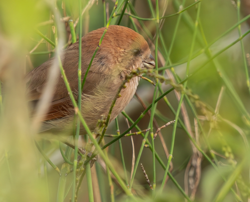 Vinous-throated Parrotbill