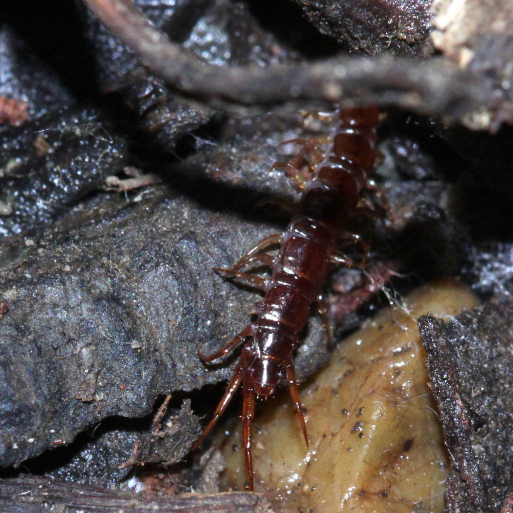 Monotarsobius