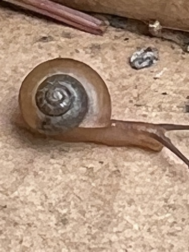 Bradybaena similaris observed 2024-09-26