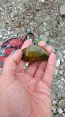 Alasmidonta marginata