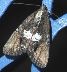 Bryolymnia semifascia