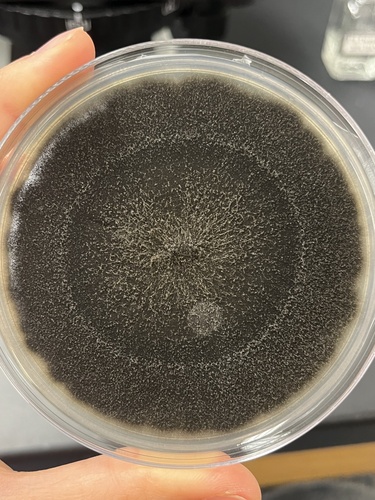Curvularia lunata observed 2024-10-01