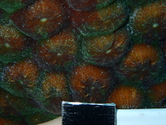 Montastraea cavernosa