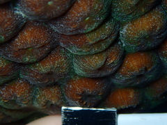 Montastraea cavernosa