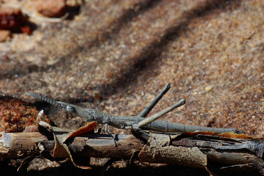 Australian Matchstick and Monkey Grasshoppers