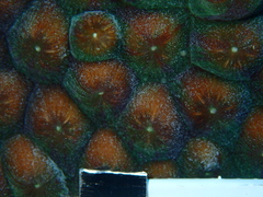 Montastraea cavernosa