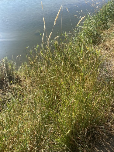 reed canary grass