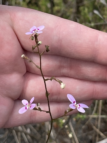 Image of Stylidium laricifolium by (c) Natalie A, some rights reserved (CC BY)