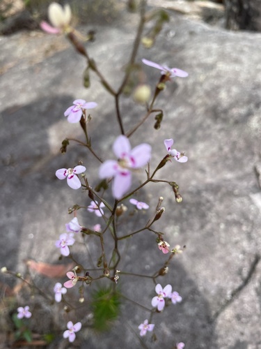 Image of Stylidium laricifolium by (c) Natalie A, some rights reserved (CC BY)