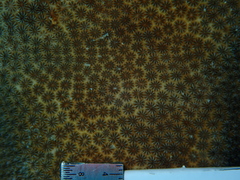 Stephanocoenia intersepta