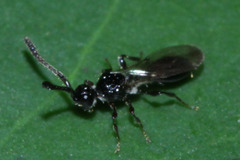 Diapriinae
