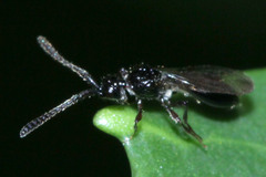 Diapriinae