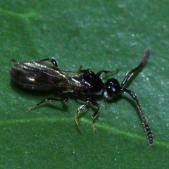 Diapriinae
