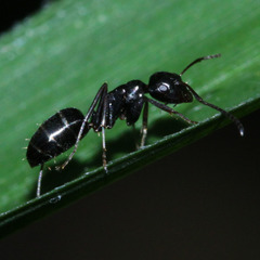 Camponotus keihitoi