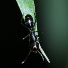 Camponotus keihitoi