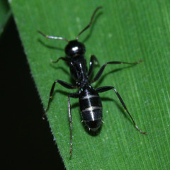 Camponotus keihitoi