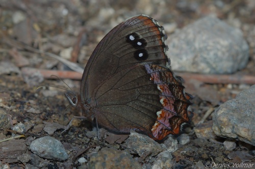 Red-bordered Satyr photo 5