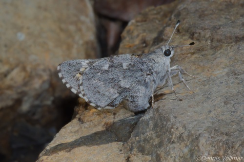Arizona Giant-Skipper photo 5