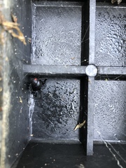 Latrodectus variolus