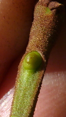 Stryphnodendron pulcherrimum