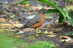 Turdus migratorius