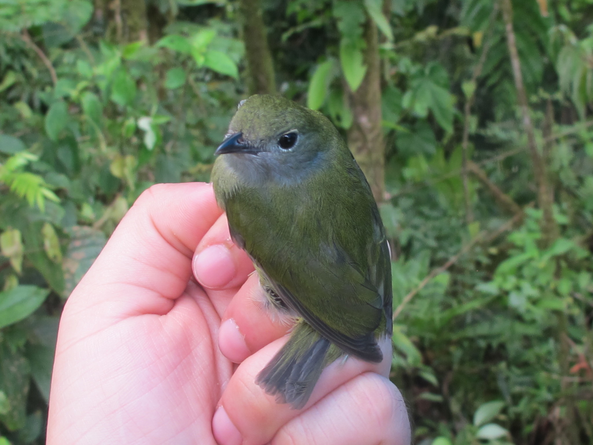 White-ruffed Manakin (Corapipo altera)