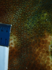 Stephanocoenia intersepta