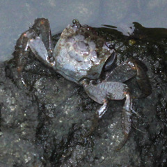 Parasesarma