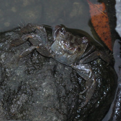 Parasesarma